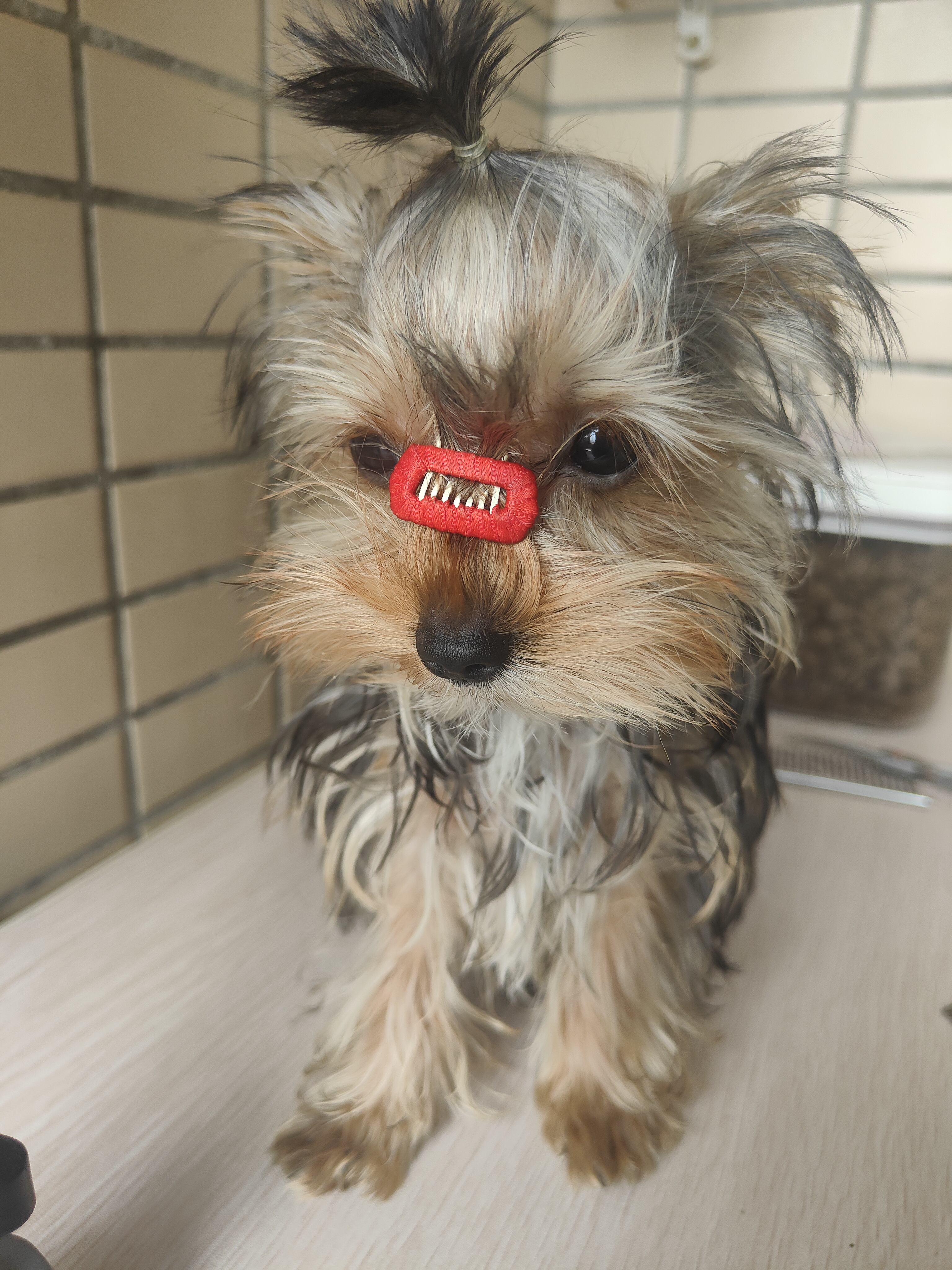 低价出售约克夏幼犬